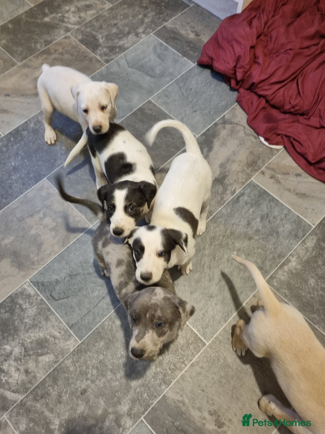 Lurcher dogs for sale: 5 lurcher pups looking for forever homes - Image 6