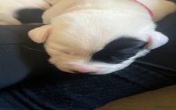 Mixed Breed dogs for sale: Pointerdor puppies  - Image 3
