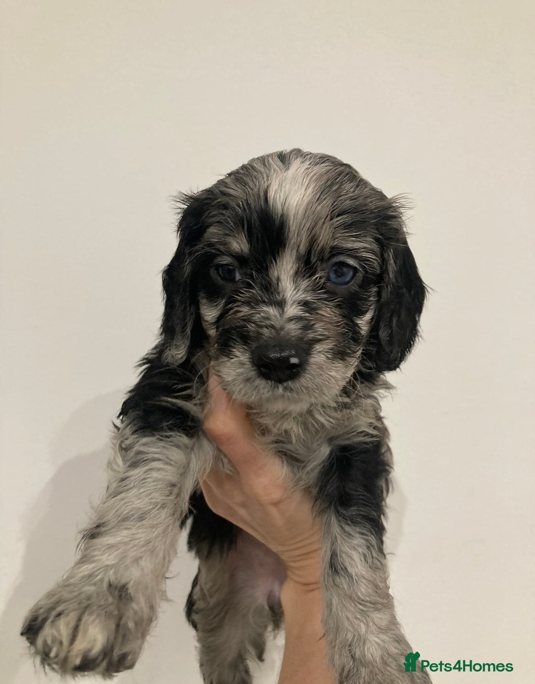 Cavapoo dogs for sale: WAITING LIST NOW OPEN Extremely Rare Merle F1  - Advert 15