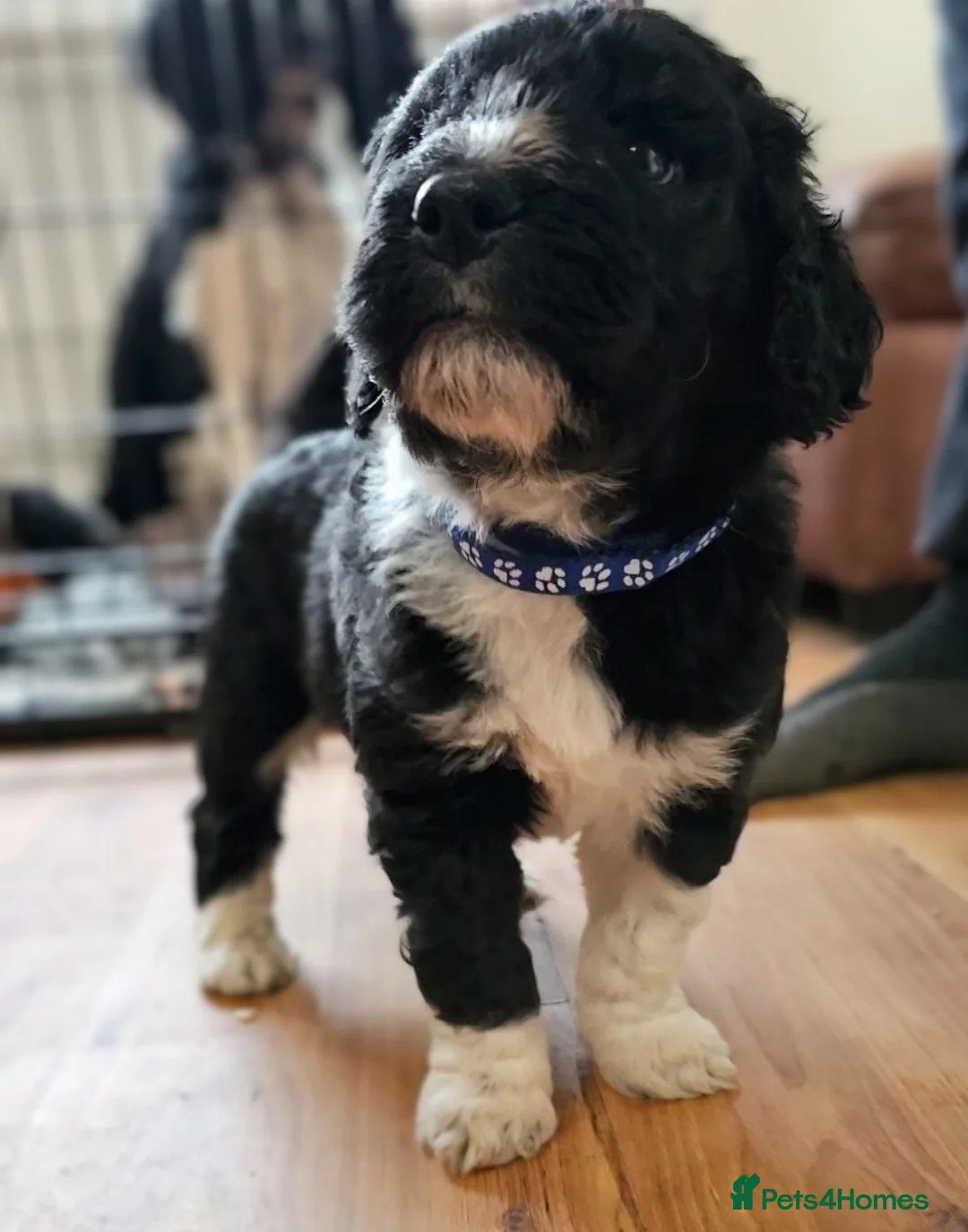 Newfypoo dogs for sale: 1yr old Newfypoo looking for his forever home - Advert 5