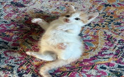 Domestic Shorthair cats for sale: Kitten available now - Image 7