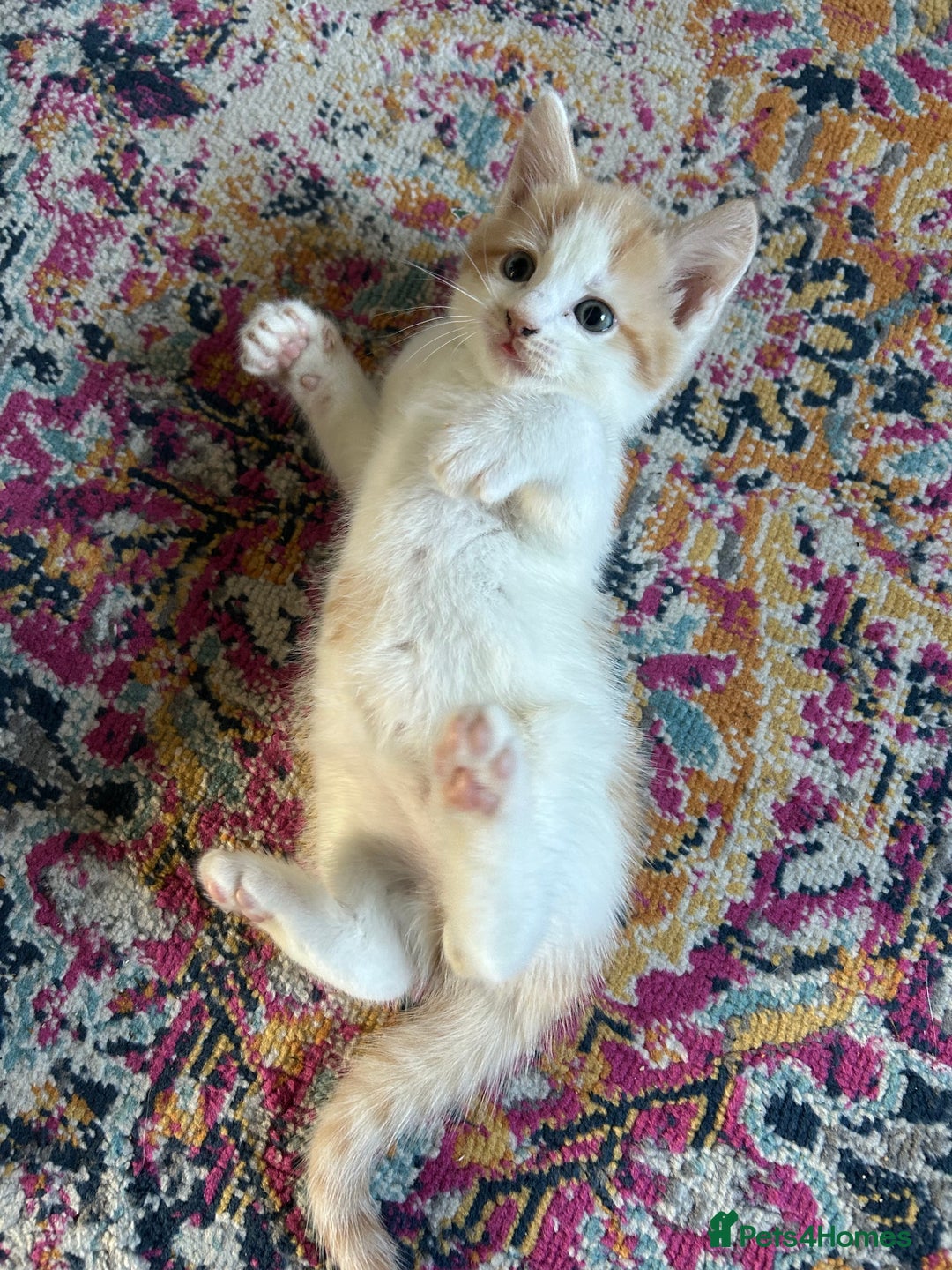Domestic Shorthair cats for sale: Kitten available now - Image 7