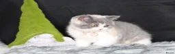 British Shorthair cats for sale: Tica registered British Shorthaired kittens - Advert 6