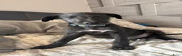 Lurcher dogs for sale: BEDLINGTON WHIPPET  - Advert 3