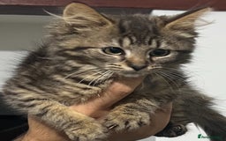 Siberian cats for sale: Fluffy little heart-stealer - Image 2