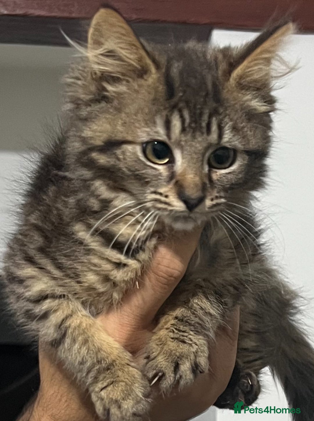Siberian cats for sale: Fluffy little heart-stealer - Image 2