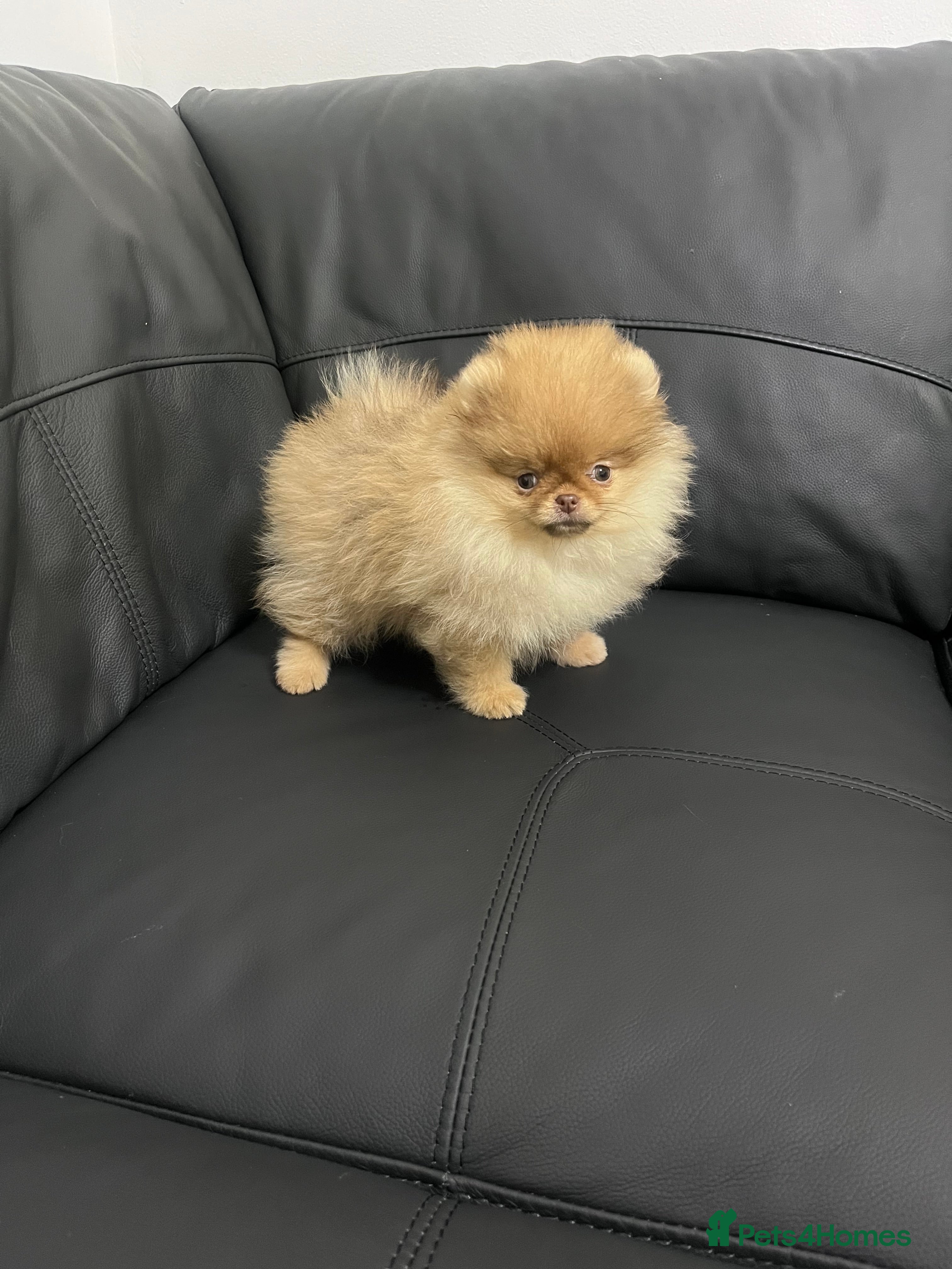 Pomeranian dogs 🐻Fluffy Teddy-Bear💎Top Quality🔥 - Advert 6