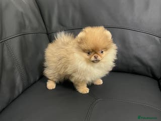 Pomeranian dogs 🐻Fluffy Teddy-Bear💎Top Quality🔥 - Advert 6