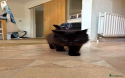 Ragdoll cats for sale: Longhair ragdoll kittens  - Advert 2