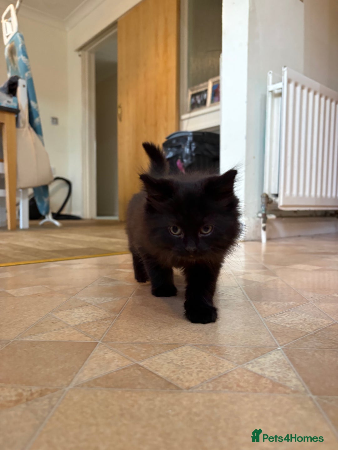 Ragdoll cats for sale: Longhair ragdoll kittens  - Advert 2