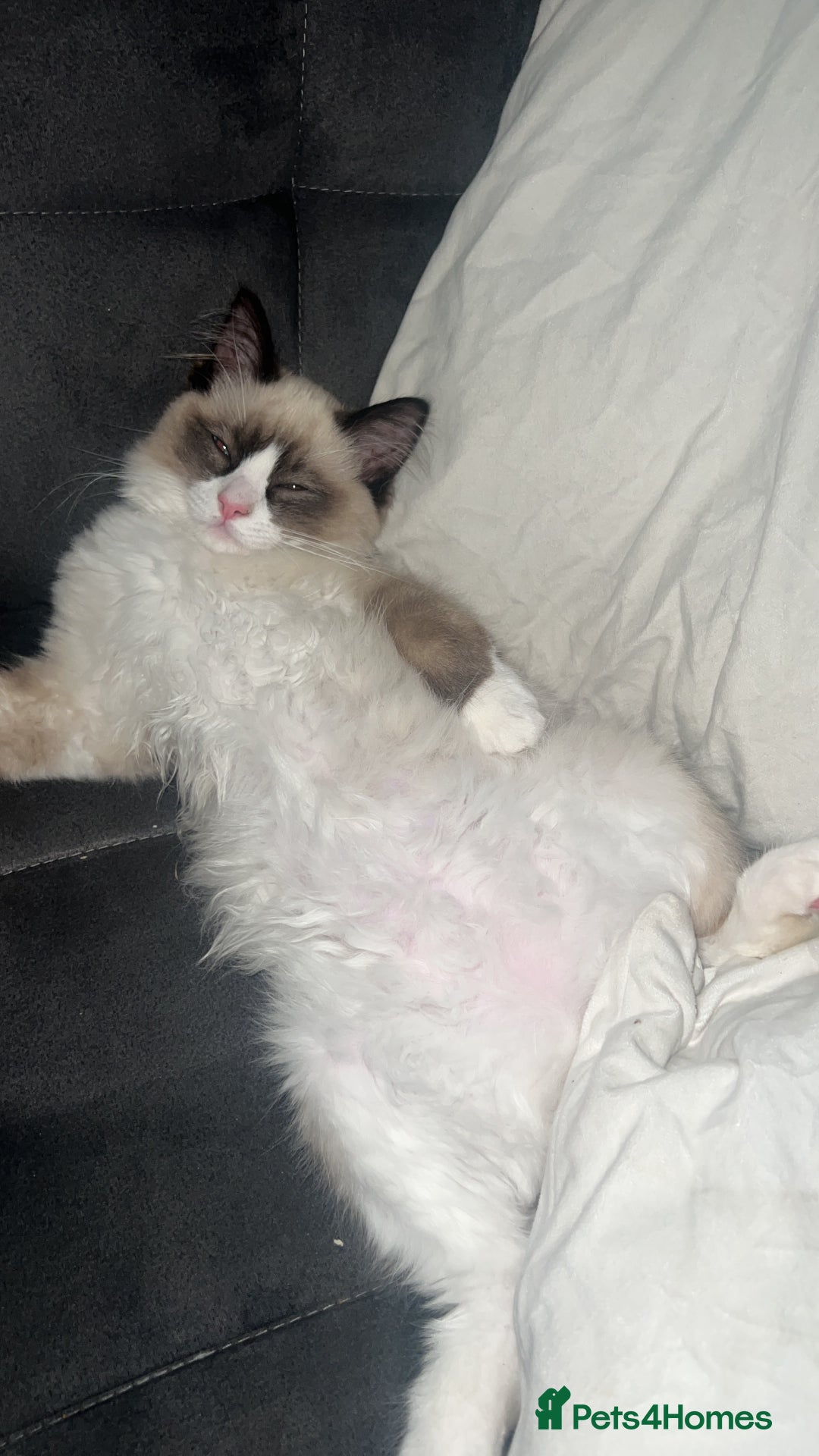 Ragdoll cats for sale: Male ragdoll  - Advert 6