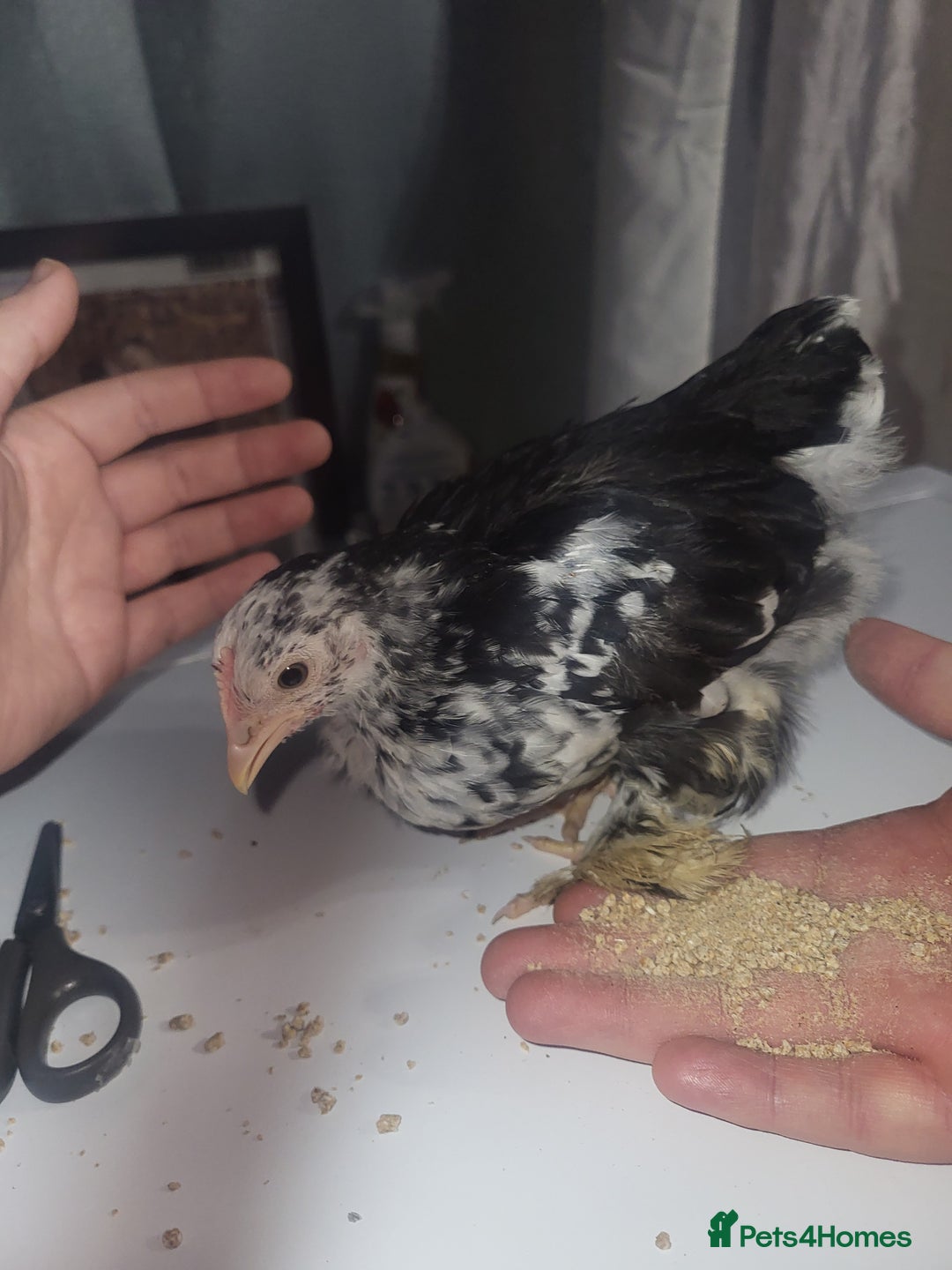 Chickens poultry for sale: Beautiful unsexed batam chickens - Advert 6