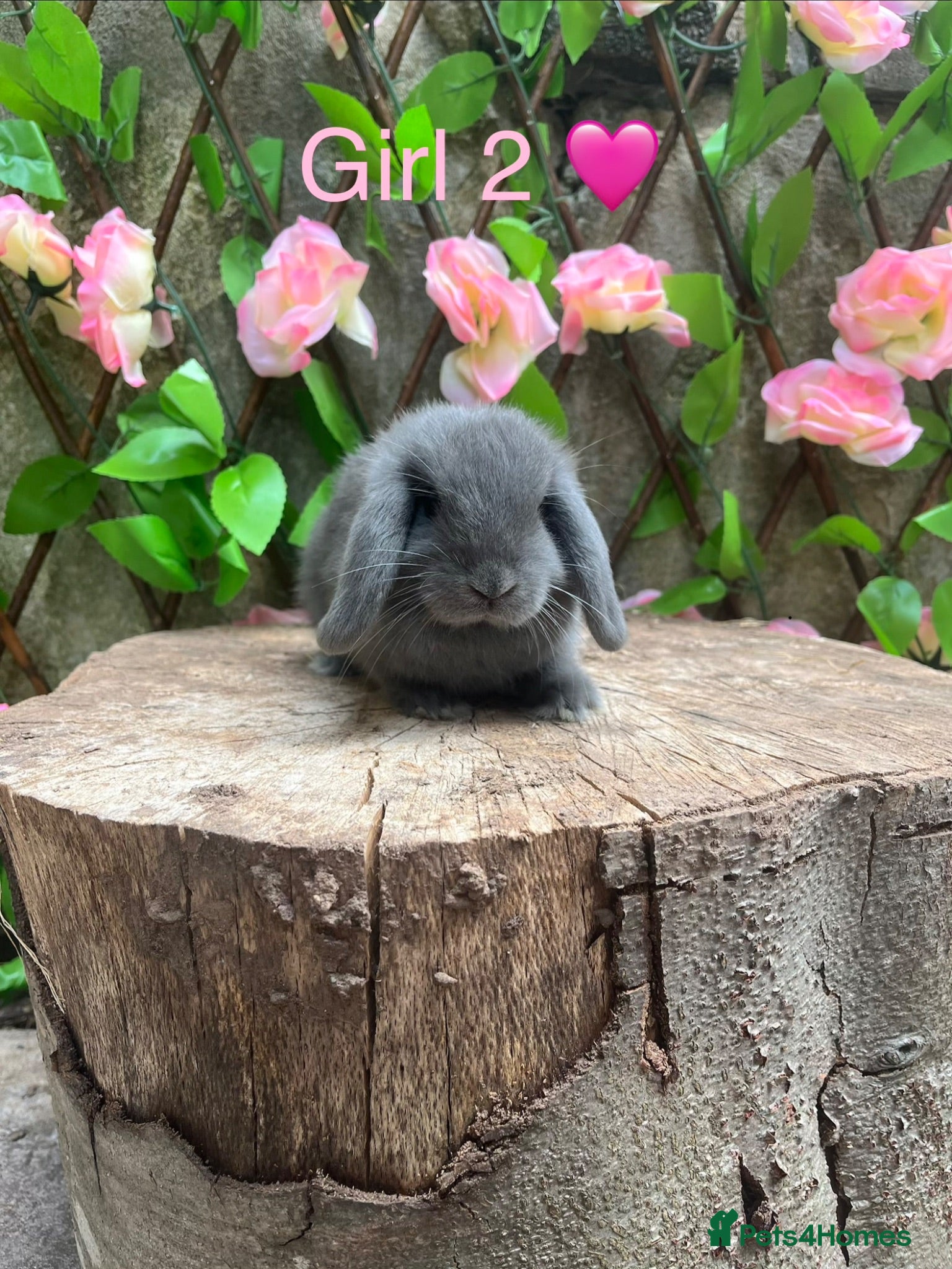 Mini Lop rabbits Mini lop bunnies for sale - Advert 2
