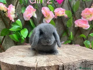 Mini Lop rabbits Mini lop bunnies for sale - Advert 2