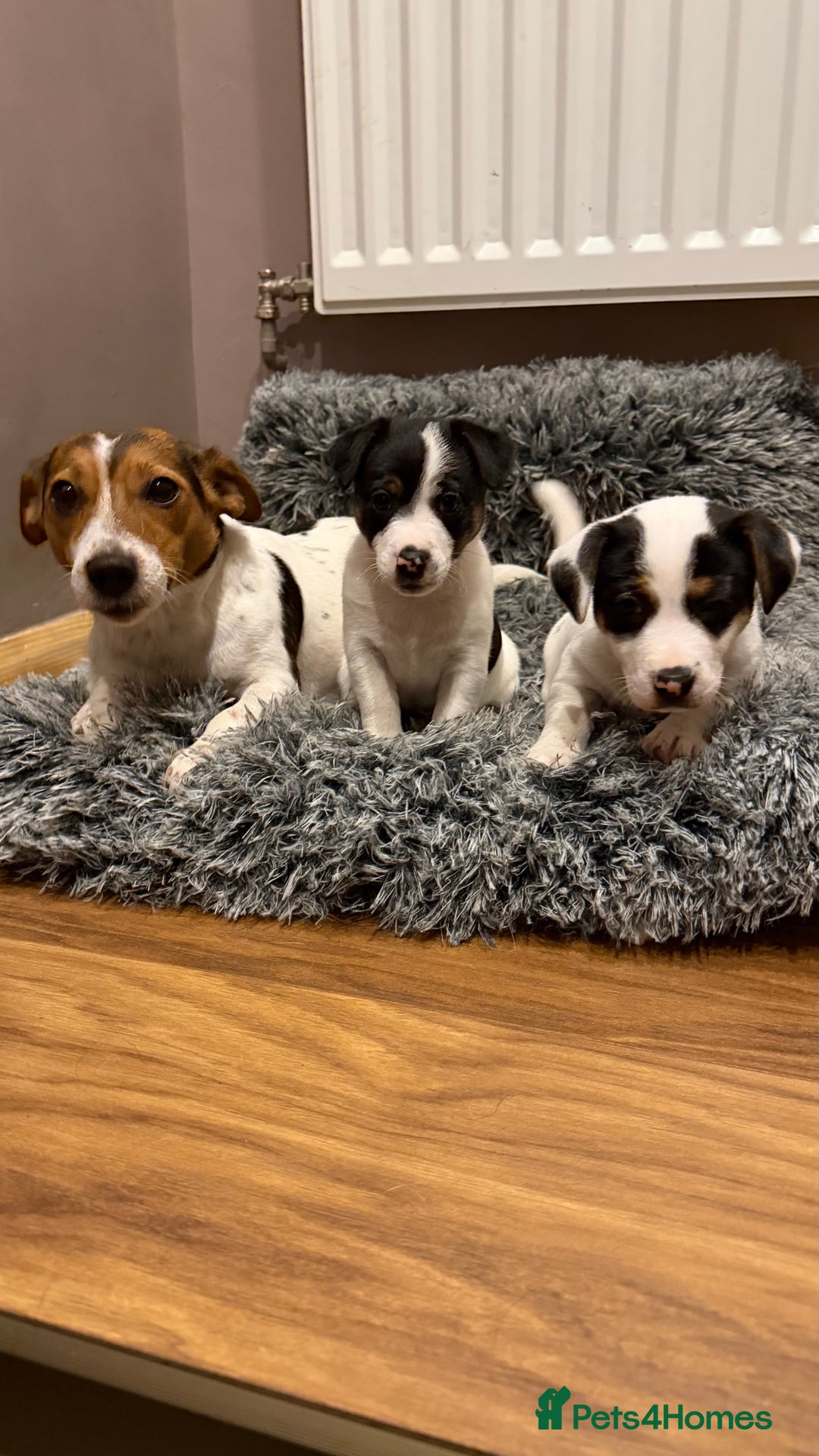 Jack Russell dogs for sale: Male Jack Russell  - Advert 13