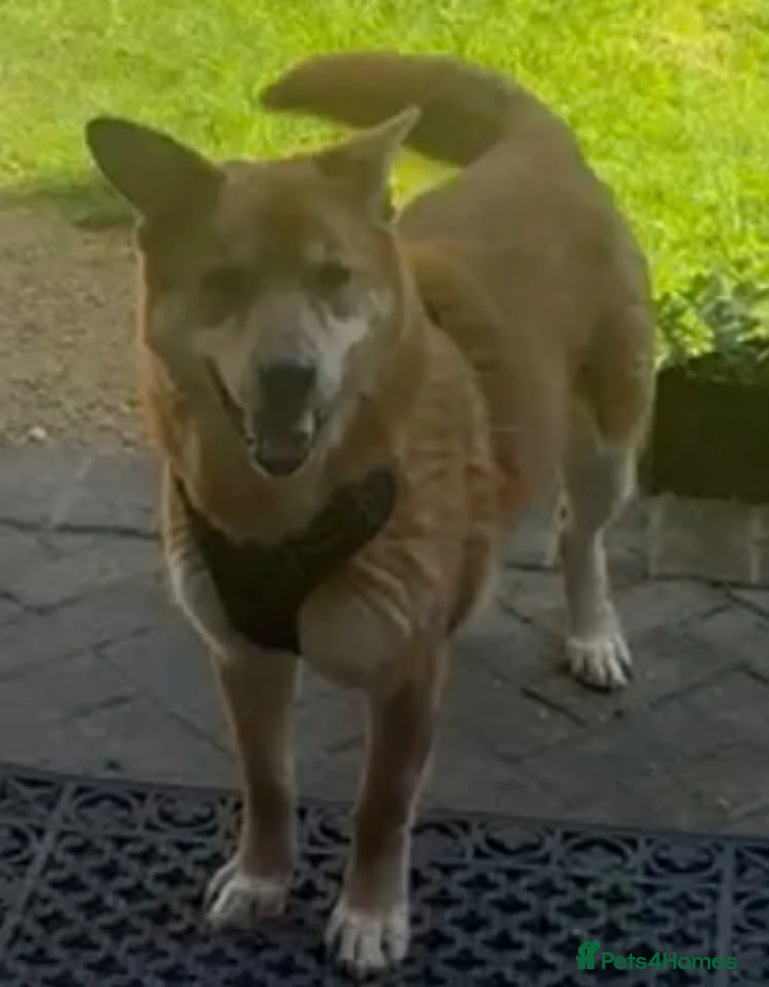Mixed Breed dogs for adoption: Arnold: Gentle Senior Seeking a Calm Companion - Advert 2