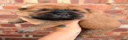 Chow Chow dogs for sale: 🐻 Exceptional KC Registered Chow Chows 🐻 - Advert 26
