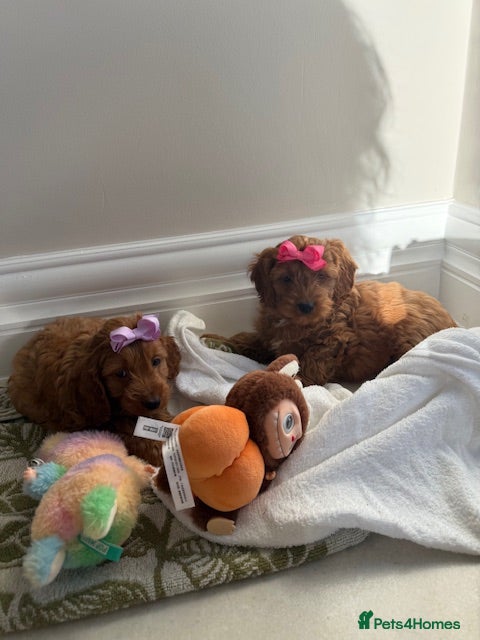 Cavapoo dogs Cavapoo puppy’s  - Advert 7