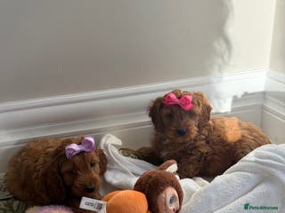 Cavapoo dogs Cavapoo puppy’s - Advert 2