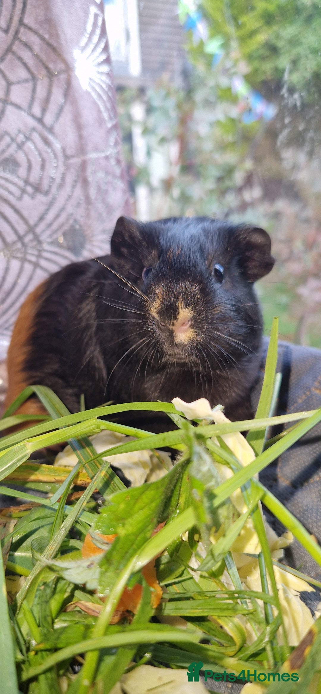Guinea Pig rodents for sale: Beautiful American smooth coat  - Image 4