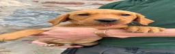 Labrador Retriever dogs for sale: *Ready Now* Labrador Puppies For Sale  - Advert 7