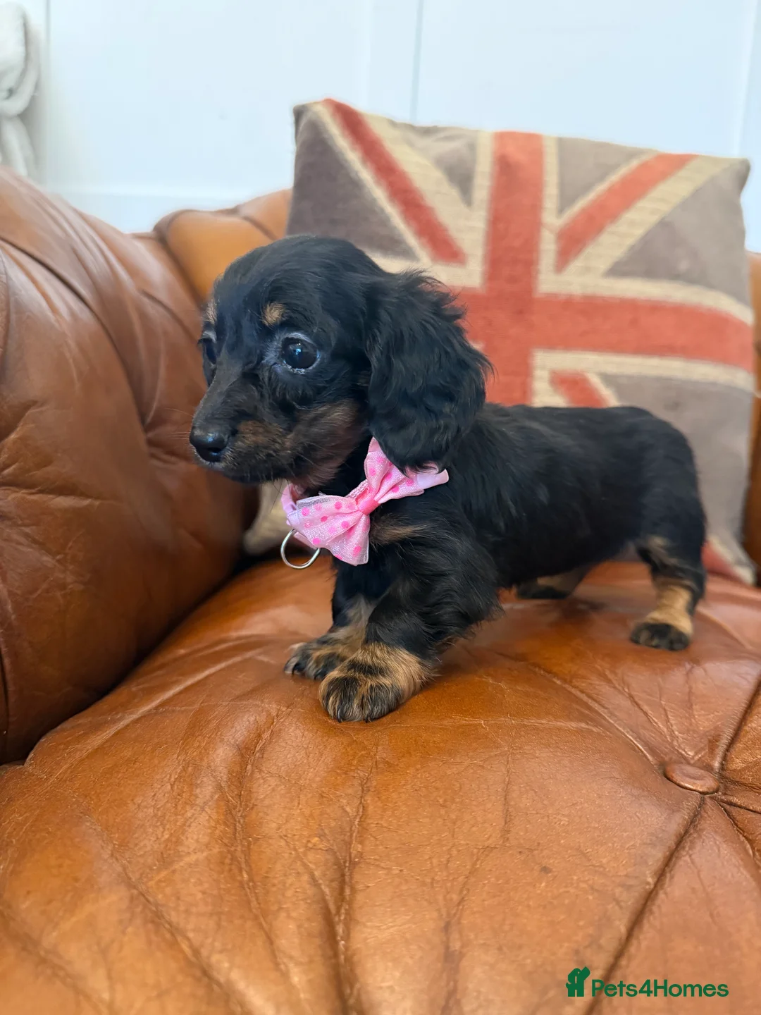 Miniature Dachshund dogs for sale: Stunning Longcoats 5 Star Reviews 5 Star Licensed - Advert 28