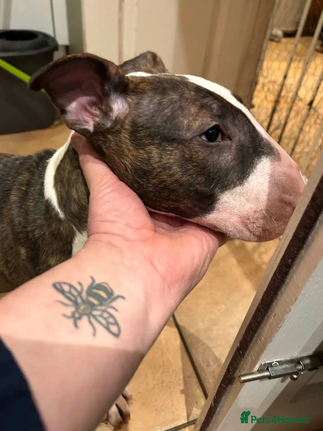 English Bull Terrier dogs for sale: English bull terrier puppy bitch for sale - Advert 7