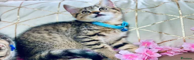 British Shorthair 3