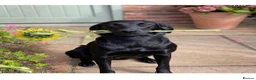 Labrador Retriever dogs for sale: John Deere desperately looking for loving home  - Advert 3