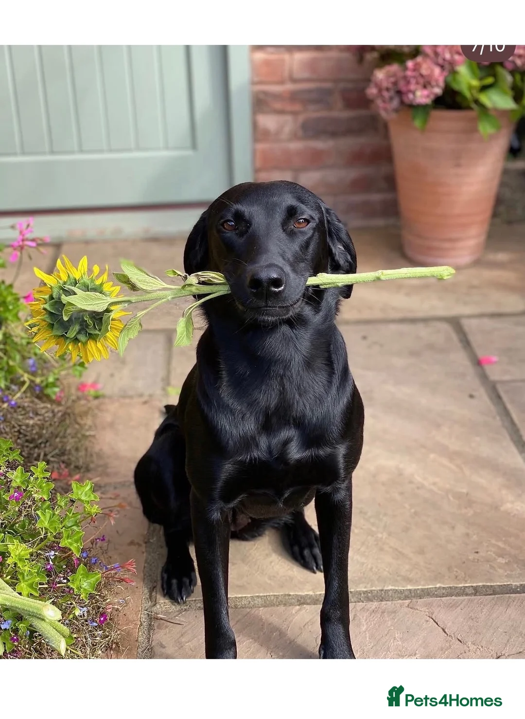 Labrador Retriever dogs for sale: John Deere desperately looking for loving home  - Advert 3