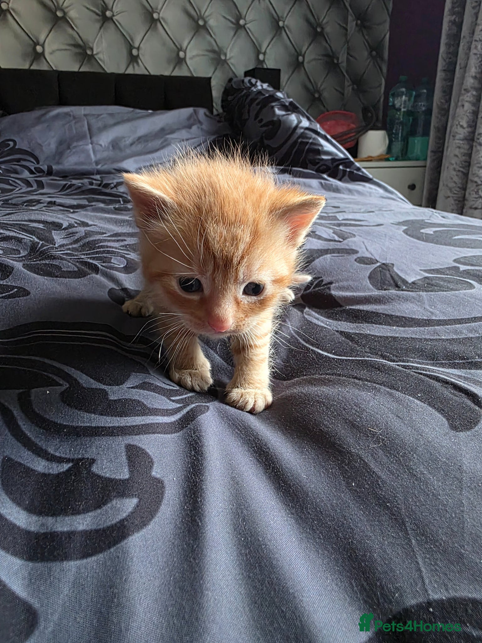 Mixed Breed cats Ginger boy - Advert 2