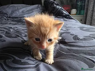 Mixed Breed cats Ginger boy - Advert 2