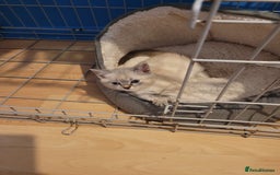 Bengal cats for sale: 14 week old female kitten looking for new home - Image 3