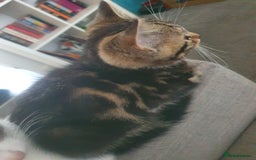 Mixed Breed cats for sale: The three musketeers are looking for new homes - Image 9