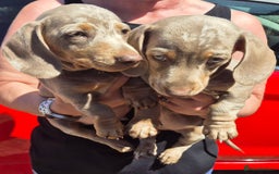 Dachshund dogs for sale: Beautiful kc isabella dapple dachshunds - Image 10