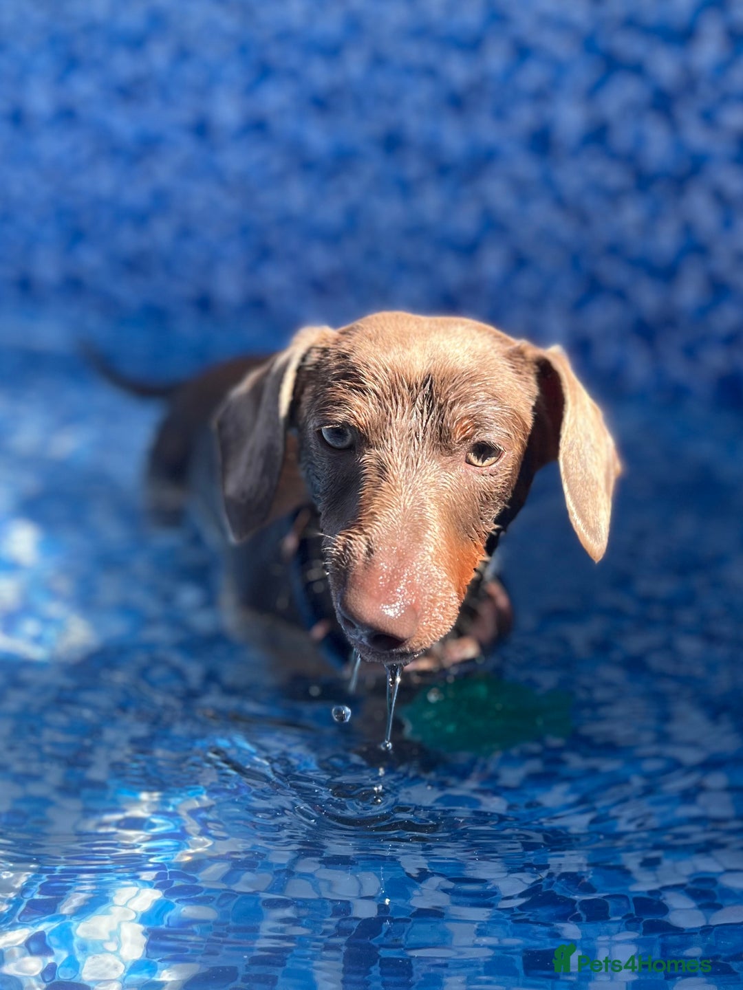 Miniature Dachshund dogs for sale: loving forever home needed for my 2 Mini Dachshund - Advert 4