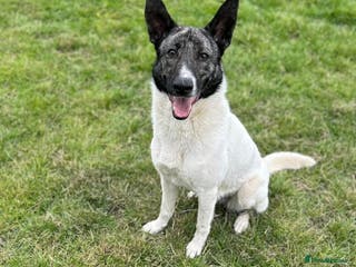 Mixed Breed dogs Daisy - loves so hard. She just wants the same in Kidderminster - Advert 9