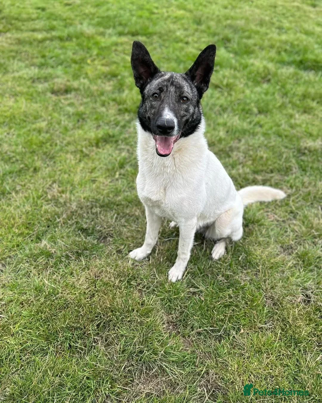 Mixed Breed dogs for adoption: Daisy - loves so hard. She just wants the same in Kidderminster - Advert 1