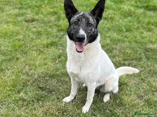 Mixed Breed dogs Daisy - loves so hard. She just wants the same in Kidderminster - Advert 8