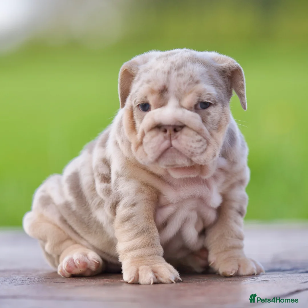 English Bulldog dogs for sale: ***EPIC BULLYZ PUPPIES*** in Halesowen - Advert 1