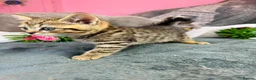 British Shorthair cats for sale: GCCF Registered British Shorthair Tabby Kittens in Gillingham - Advert 12