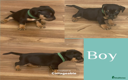 Mixed Breed dogs for sale: Beautiful French wieners  - Image 6