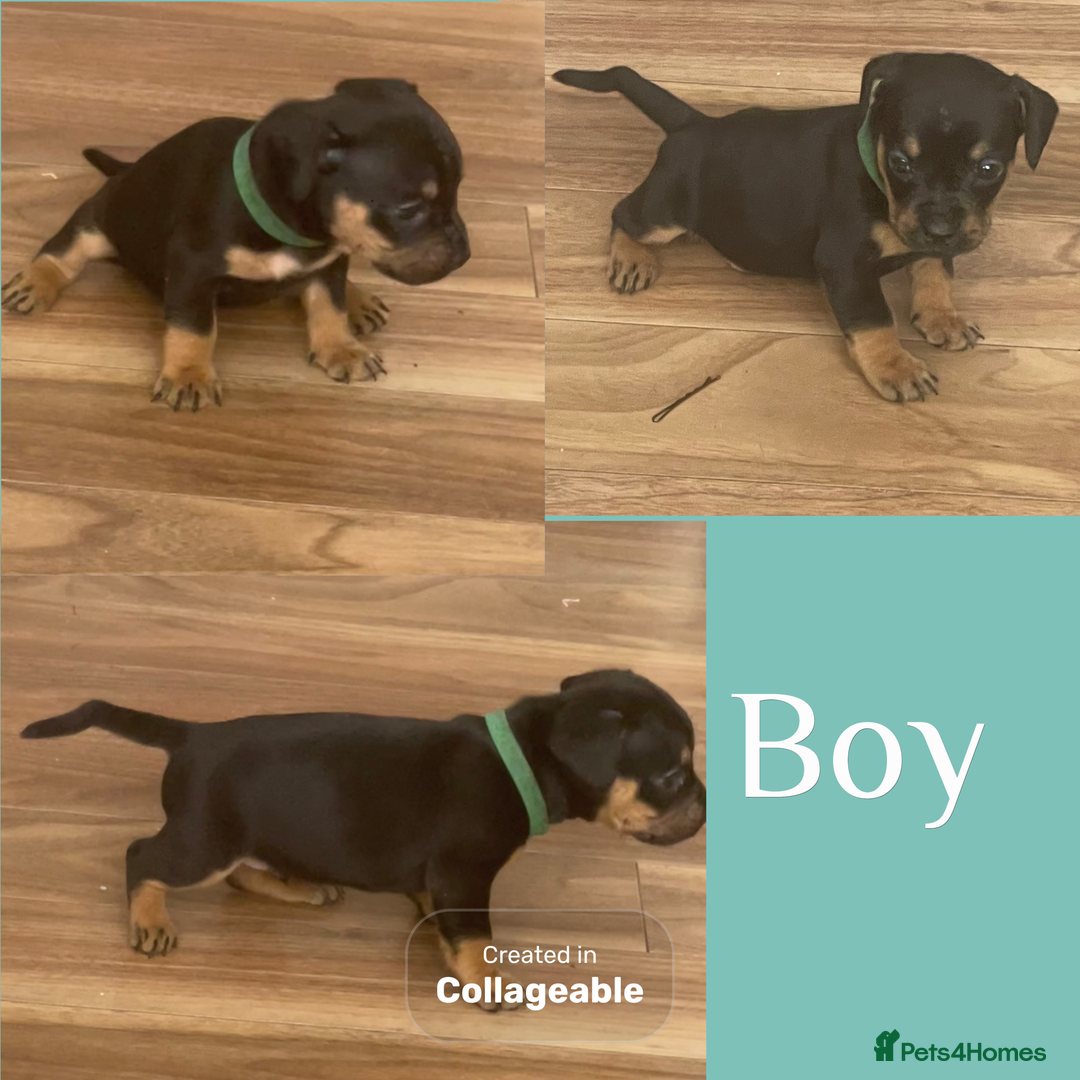Mixed Breed dogs for sale: Beautiful French wieners  - Image 6