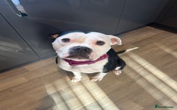 Mixed Breed dogs for sale: Staffie x American bulldog  - Image 3