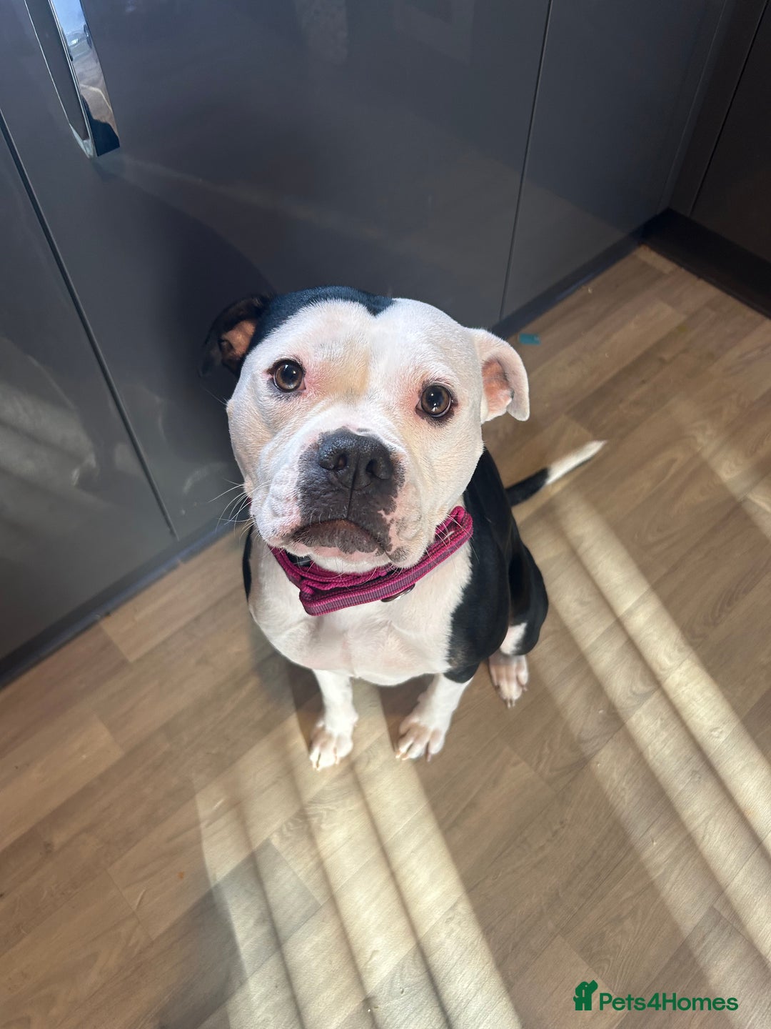 Mixed Breed dogs for sale: Staffie x American bulldog  - Image 3