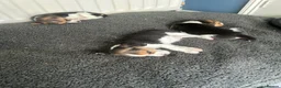 Beagle dogs for sale: Tri colour KC beagles  - Advert 3