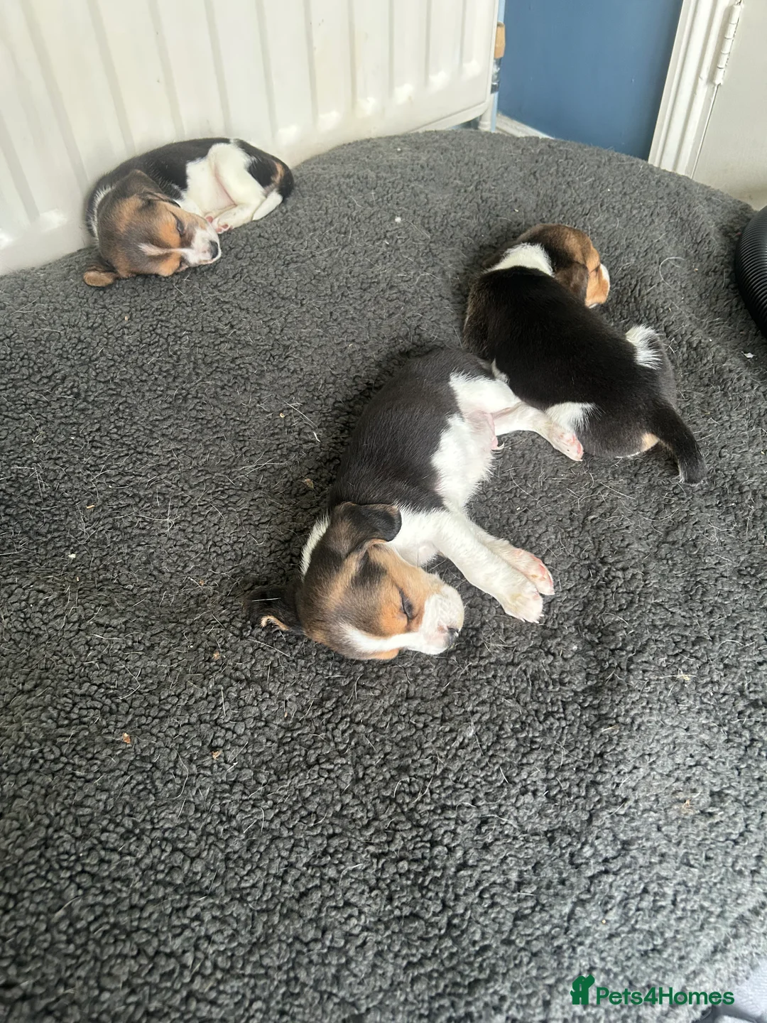 Beagle dogs for sale: Tri colour KC beagles  - Advert 3
