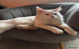 Maine Coon cats for sale: Beautiful rare full maine coon kitten white  - Advert 2