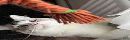 Ragdoll cats for sale: Ragdoll  - Advert 5