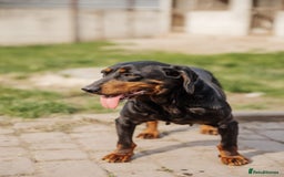 Mixed Breed dogs for adoption: 💖🐶 LEANA 🐶💖 - Image 13